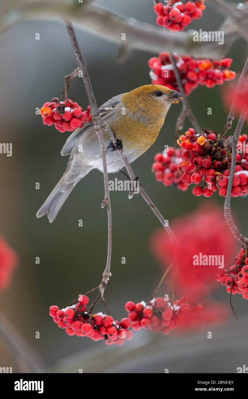 Pine Grosbeak (Pinicola enucleator) Fütterung von Rowan Beeren, Finnland. Oktober. Stockfoto