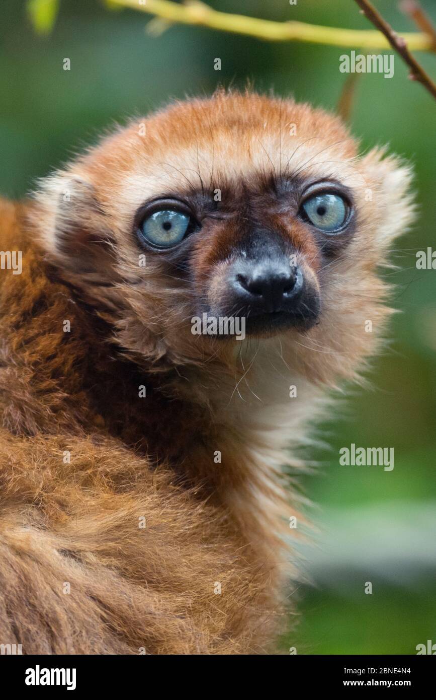 Blauäugiger / Sclater's schwarzer Lemur (Eulemur flavifrons) in Gefangenschaft, endemisch auf Madagaskar. Stark Gefährdet. Stockfoto