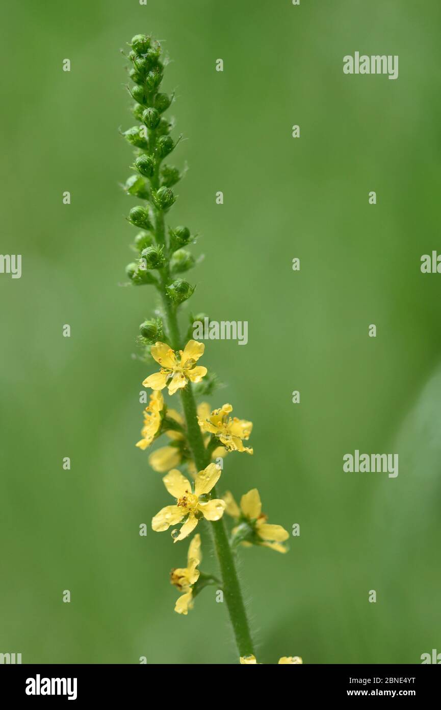 Geläufige Agrimonie (Agrimonia eupatoria) in Blüte, Green Down Nature Reserve, Somerset, England, UK, Juni. Stockfoto