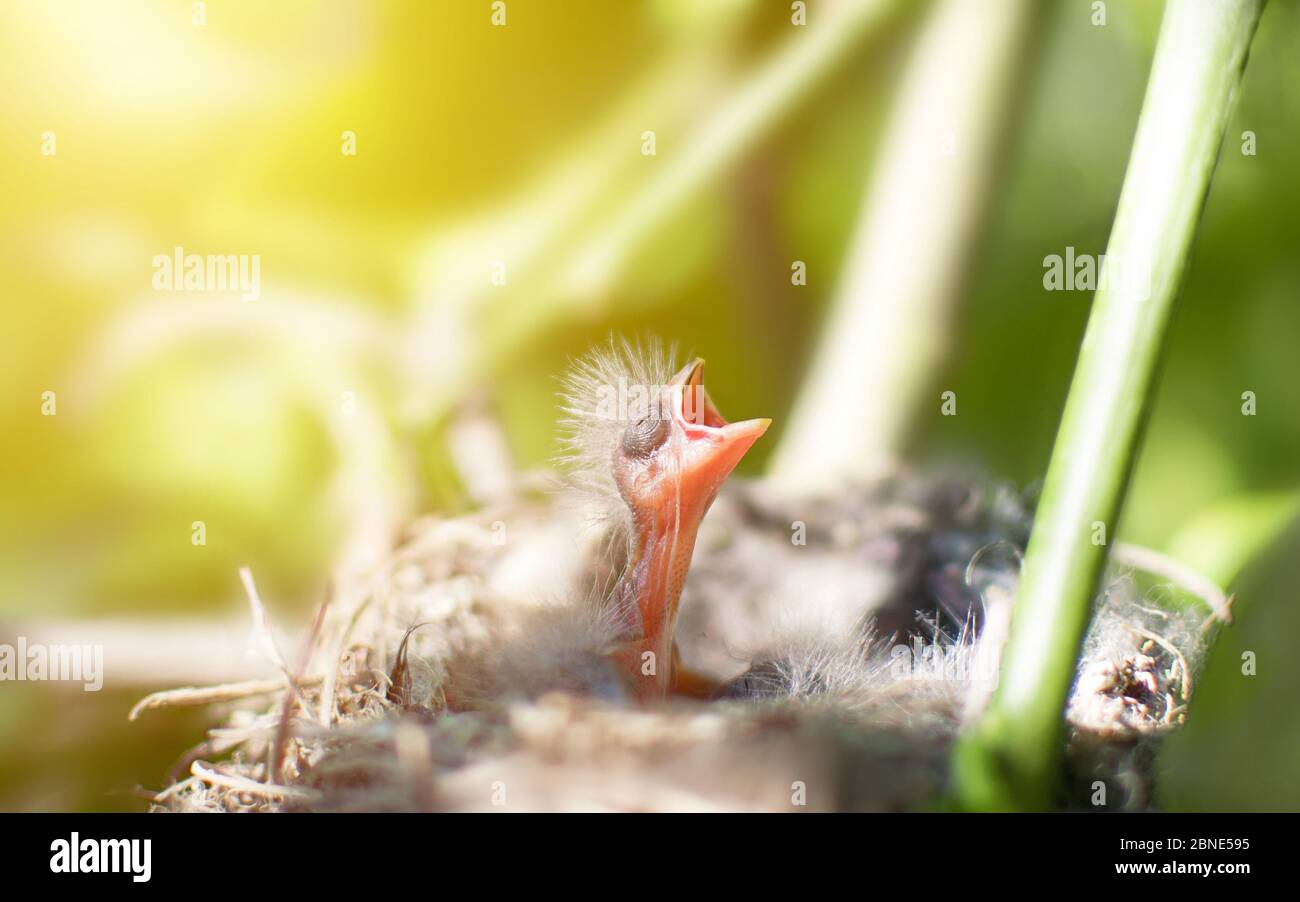 Neugeborene Vögel sardische Waldsänger Vögel (Sylvia melanocephala) in einem Nest rufen nach ihrer Mutter. Hungrige Babys sind immer noch blind und haben keine Federn. T Stockfoto