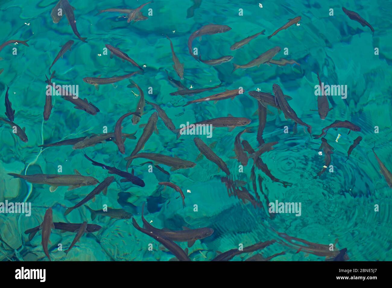 Cyprinidfisch (Gymnocypris potanini) Schwarm nahe der Oberfläche, Jiuzhaigou National Nature Reserve, Sichuan Provinz, China,. Endemisch in china. Stockfoto