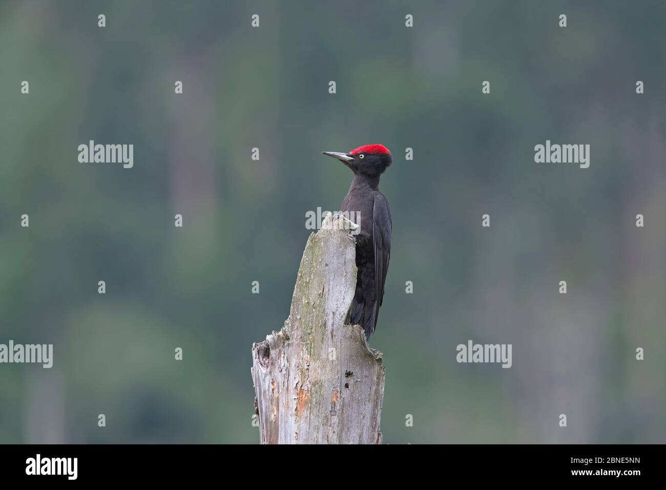 Schwarzspecht (Dryocopus martius) auf der Post, Basongcuo Nationalpark, Qinghai-Tibet Plateau, Tibet, Juli. Stockfoto