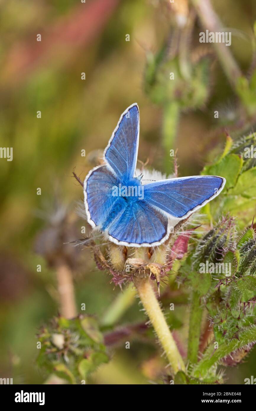 Männchen Blauer Schmetterling (Polyommatus icarus) Sutcliffe Park Nature Reserve, London., Eltham, London, Großbritannien. August Stockfoto