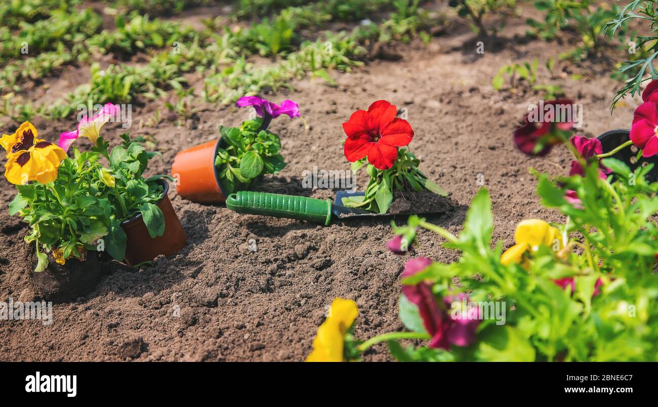 Pflanzen eines Blumengartens, Frühling Sommer. Selektiver Fokus. Natur. Stockfoto