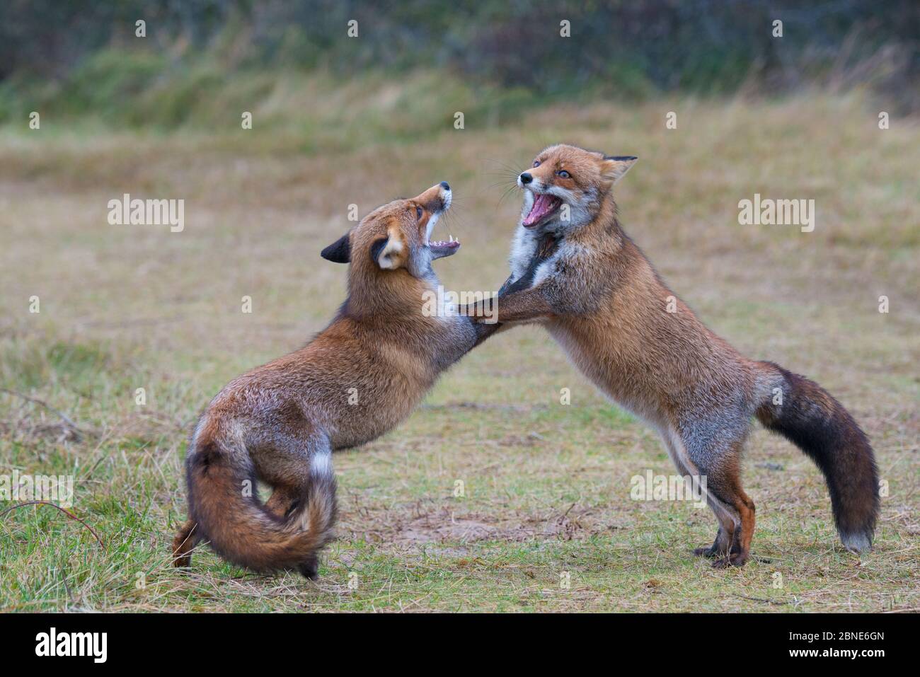 Zwei rote Füchse (Vulpes vulpes) kämpfen, Amsterdamse Waterleidingduinen, in der nähe von Zandvoort, Niederlande, November. Stockfoto