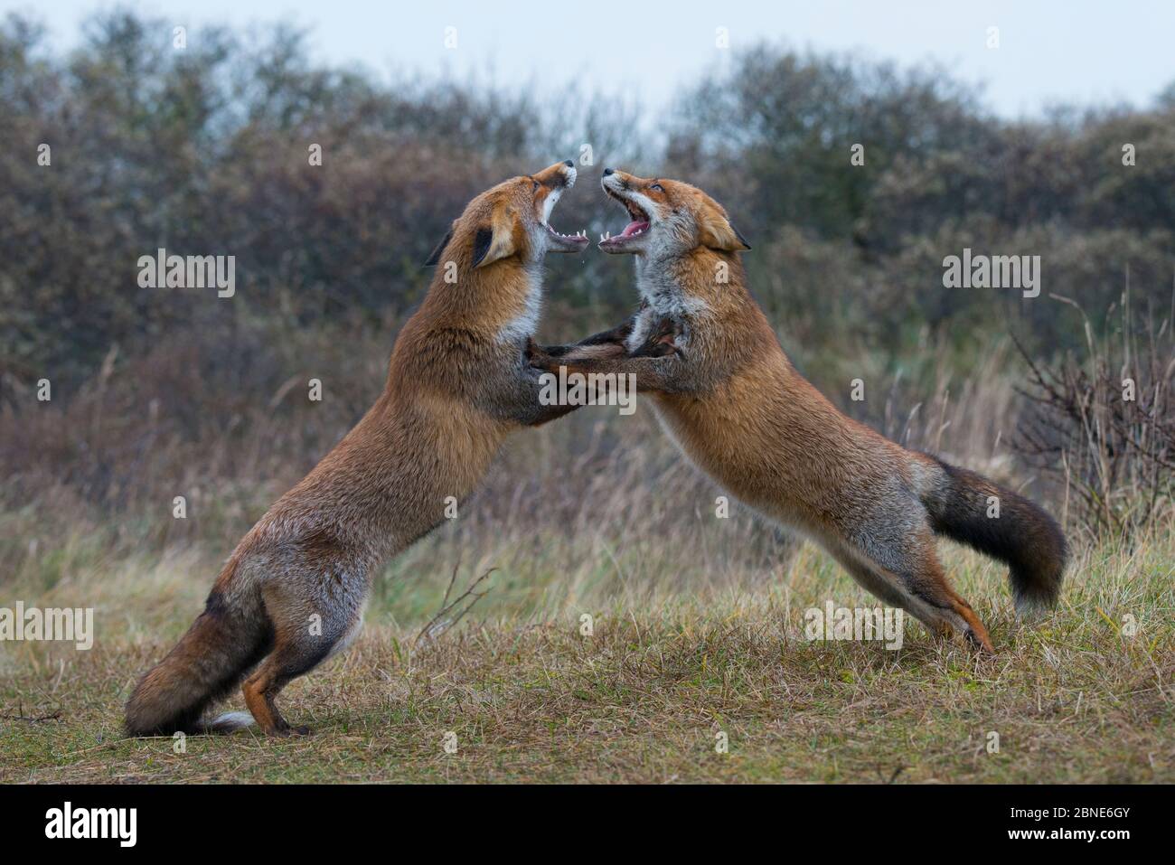 Zwei rote Füchse (Vulpes vulpes) kämpfen, Amsterdamse Waterleidingduinen, in der nähe von Zandvoort, Niederlande, November. Stockfoto