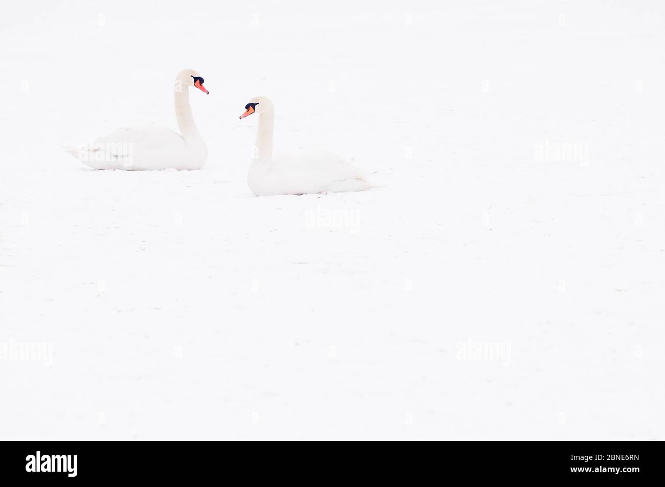 Zwei Mute Swans (Cygnus olor) auf Schnee sitzend, Hazerswoude, Niederlande, Februar. Stockfoto