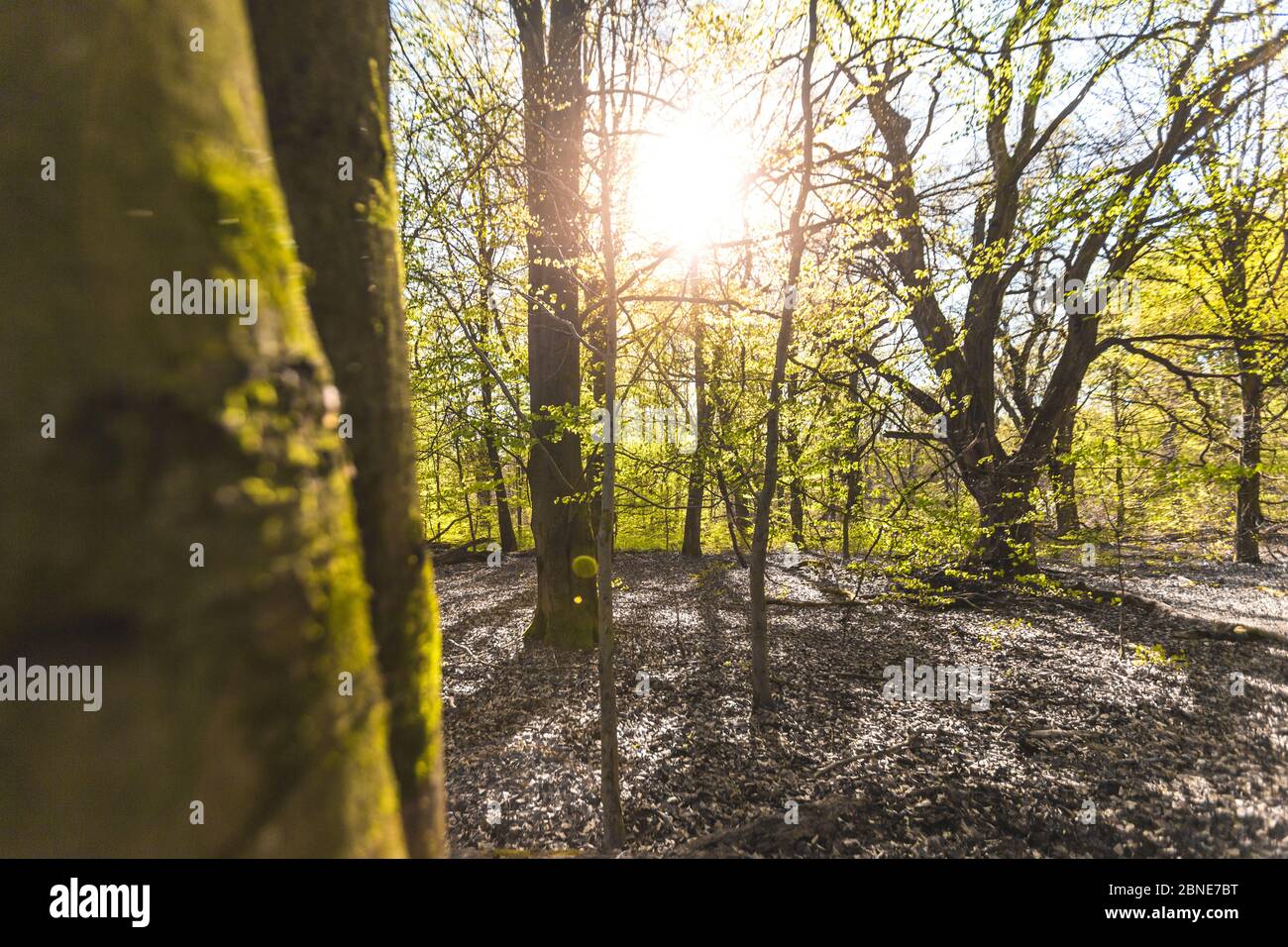 Landschaftlich schöner Wald, mit der Sonne, die ihr warmes Licht durch das Laub wirft. Reinhardswald - deutschland Stockfoto