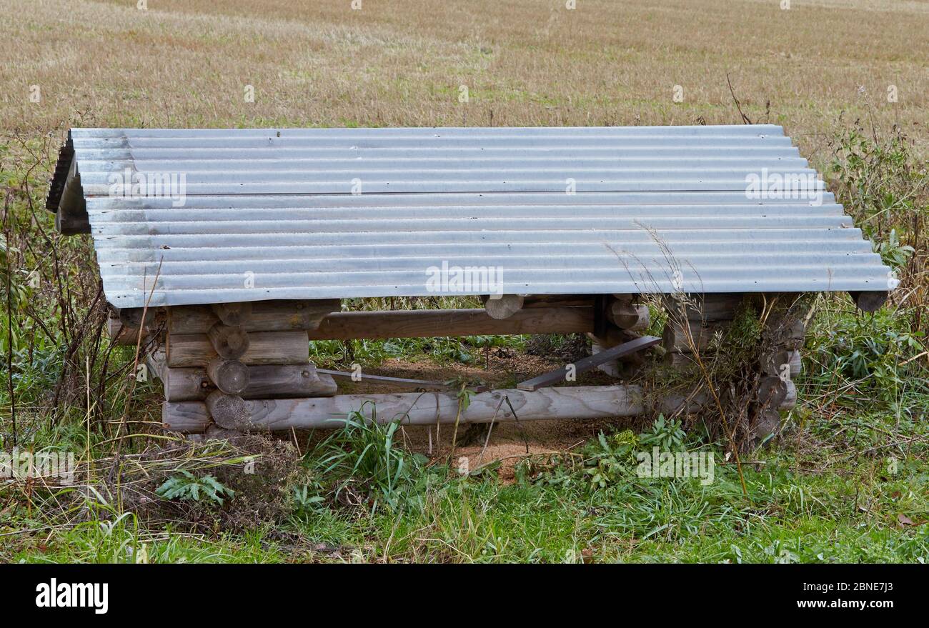 Graupavhuhn (Perdix perdix) Futterstation im Feld, Kauhajoki, Finnland, Oktober. Stockfoto