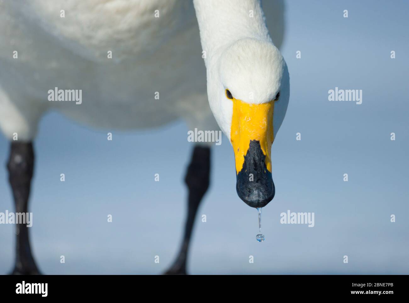 Singschwan (Cygnus cygnus) Portrait, auf gefrorenem Kussharo See, Hokkaido Japan, Februar. Stockfoto