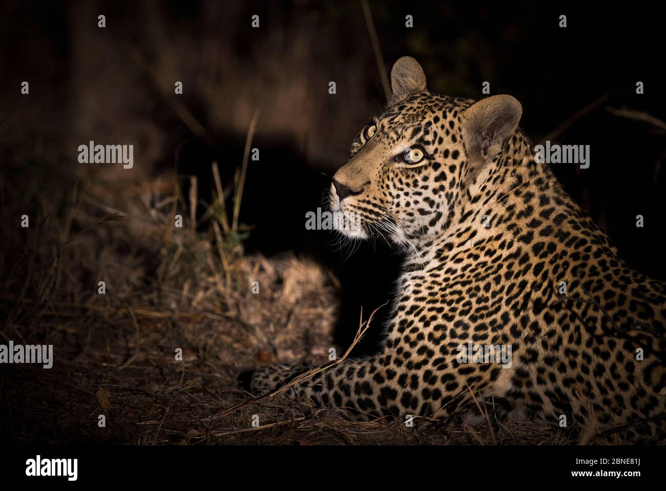 Leopard (Panthera pardus) Männchen, der mit einem Spotlicht auf den Baum schaut, wo seine Tötungen sind. Greater Kruger National Park, Südafrika. Stockfoto