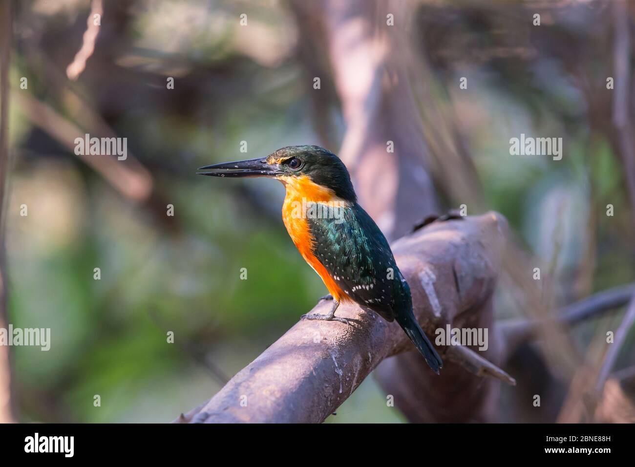 Amerikanischer Pygmäen-Eisvogel (Chloroceryle aenea) Pantanal, Brasilien. Stockfoto