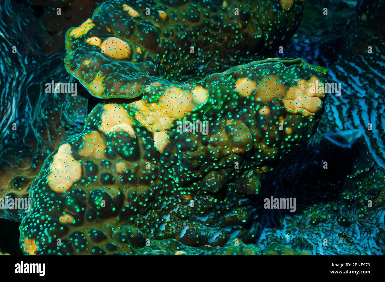 Detail des Mantels der Riesenmuschel (Tridacna gigas) Farben kommen von symbiotischen Zooxanthellae im Gewebe,. Indonesien. Stockfoto