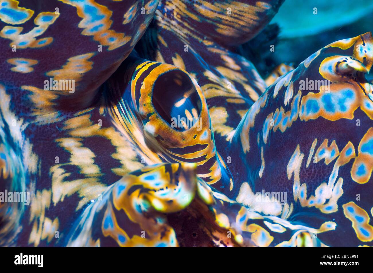 Detail des Mantels der Riesenmuschel (Tridacna gigas) Farben kommen von symbiotischen Zooxanthellae im Gewebe,. Indonesien. Stockfoto