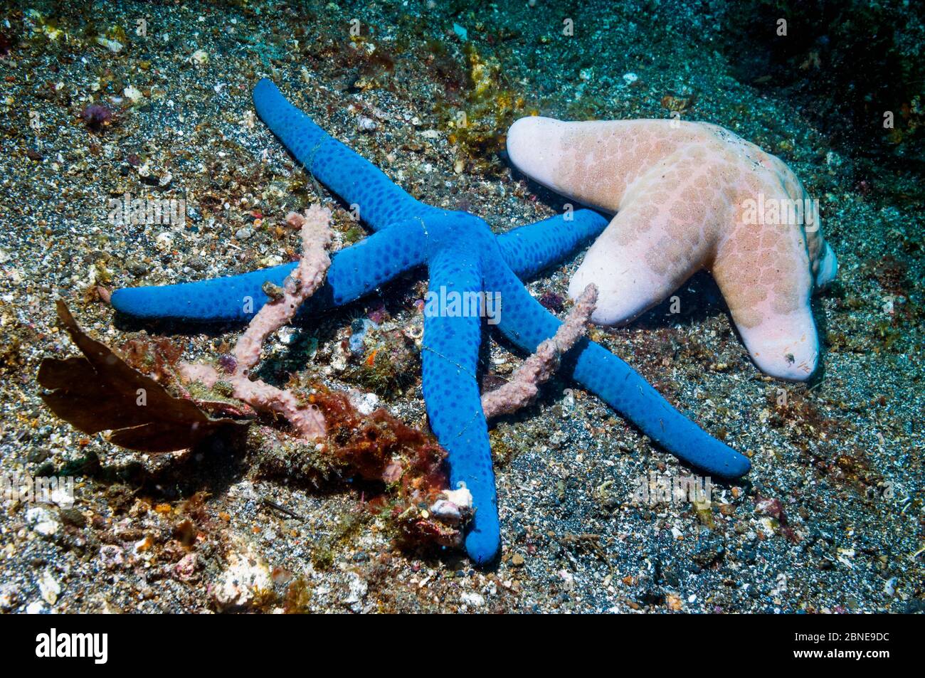 Blauer Seestar (Linckia laevigata) und granulierter Seestar (Choriaster granulatus) auf dem Meeresboden. Lembeh, Sulawesi, Indonesien. Stockfoto