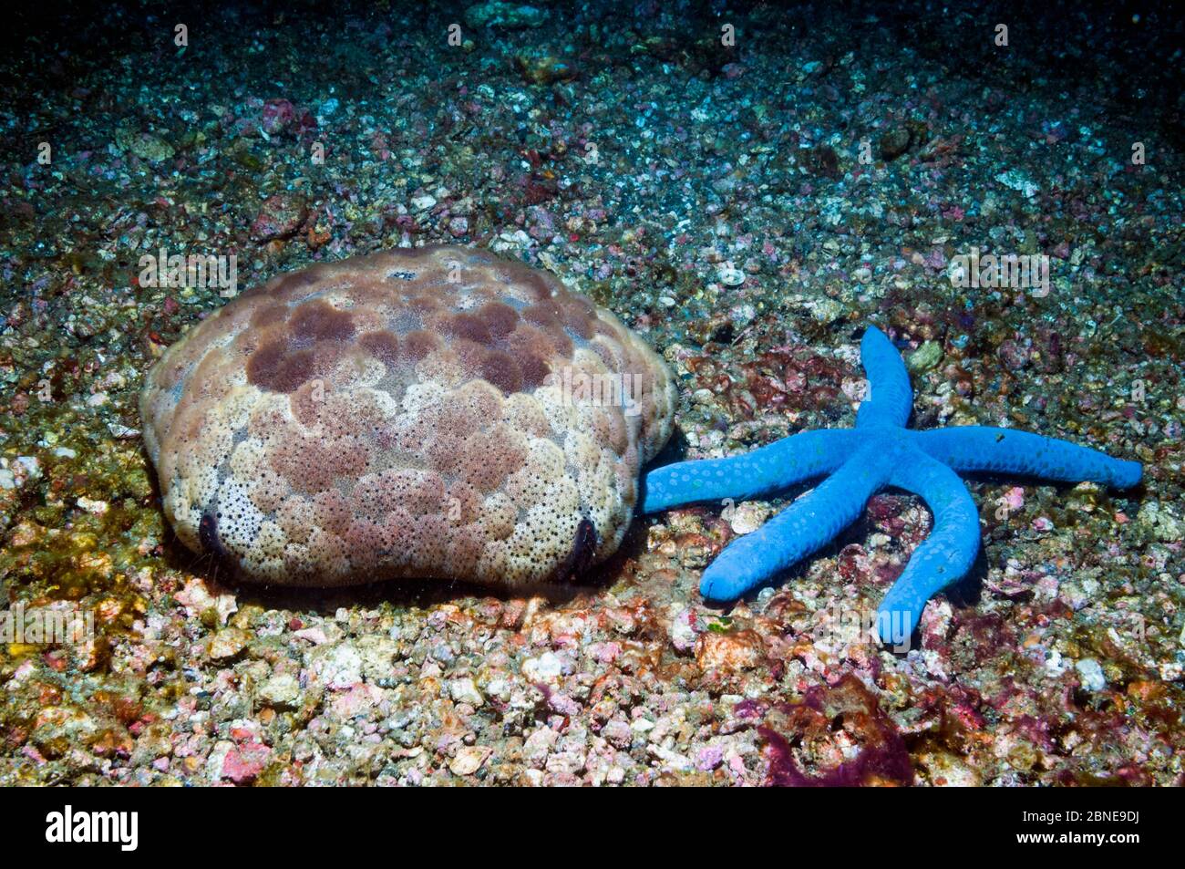Blauer Seestar (Linckia laevigata) und Nadelkissen Seestar (Culcita noaguineae) auf Meeresboden. Lembeh, Sulawesi, Indonesien. Stockfoto
