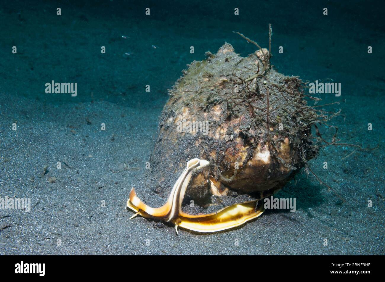 Helmschale (Cassis cornuta) auf dem Meeresboden Lembeh Strait, Sulawesi, Indonesien. Stockfoto