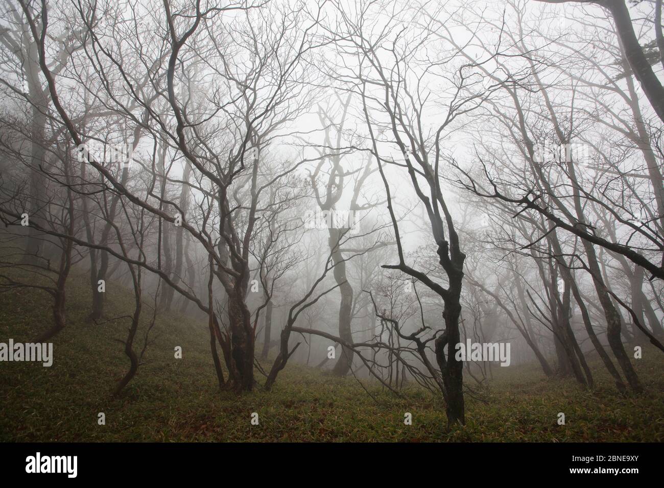 Verdrehte Bäume in der Nähe des Kumano Kodo Pilgerweg, Pilger sind meist Shugendo Anhänger, Yoshino-Kumano Nationalpark, Kansai Region, Japan, Novembe Stockfoto