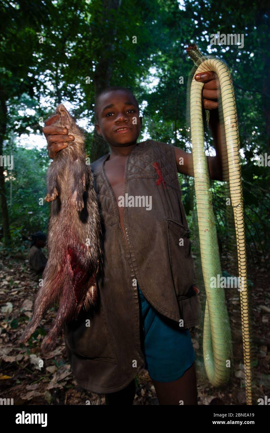 Baka Junge hält Mamba Schlange (Dendroaspis sp) und African Pinsel schwänzische Stachelschweine (Atherurus africanus) während der Jagd getötet, Südosten Kamerun, Jul Stockfoto