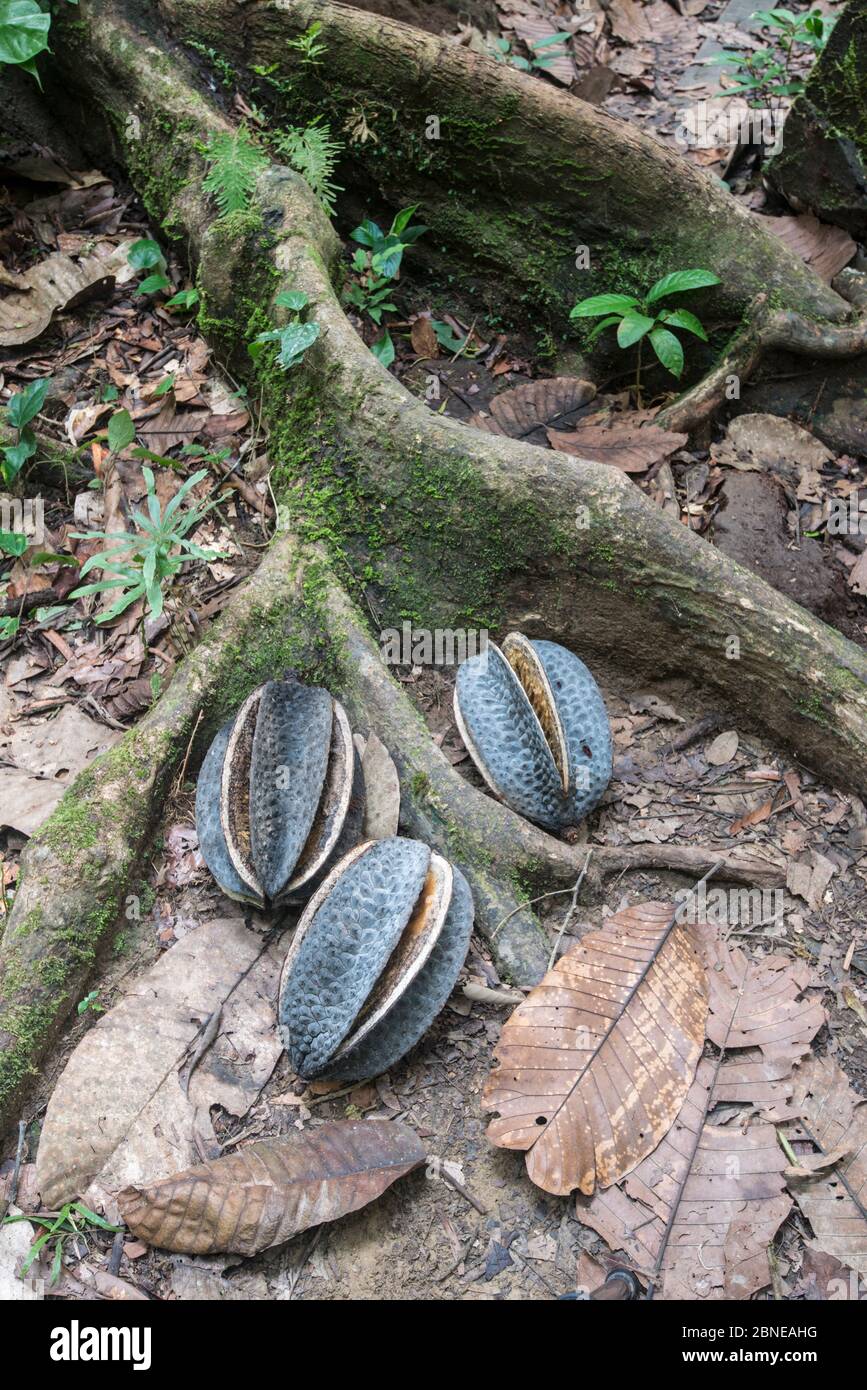 Tropischer Laubbaum (Neesia sp) mit Obst-/Samenschoten, Danum Valley, Sabah, Borneo Stockfoto