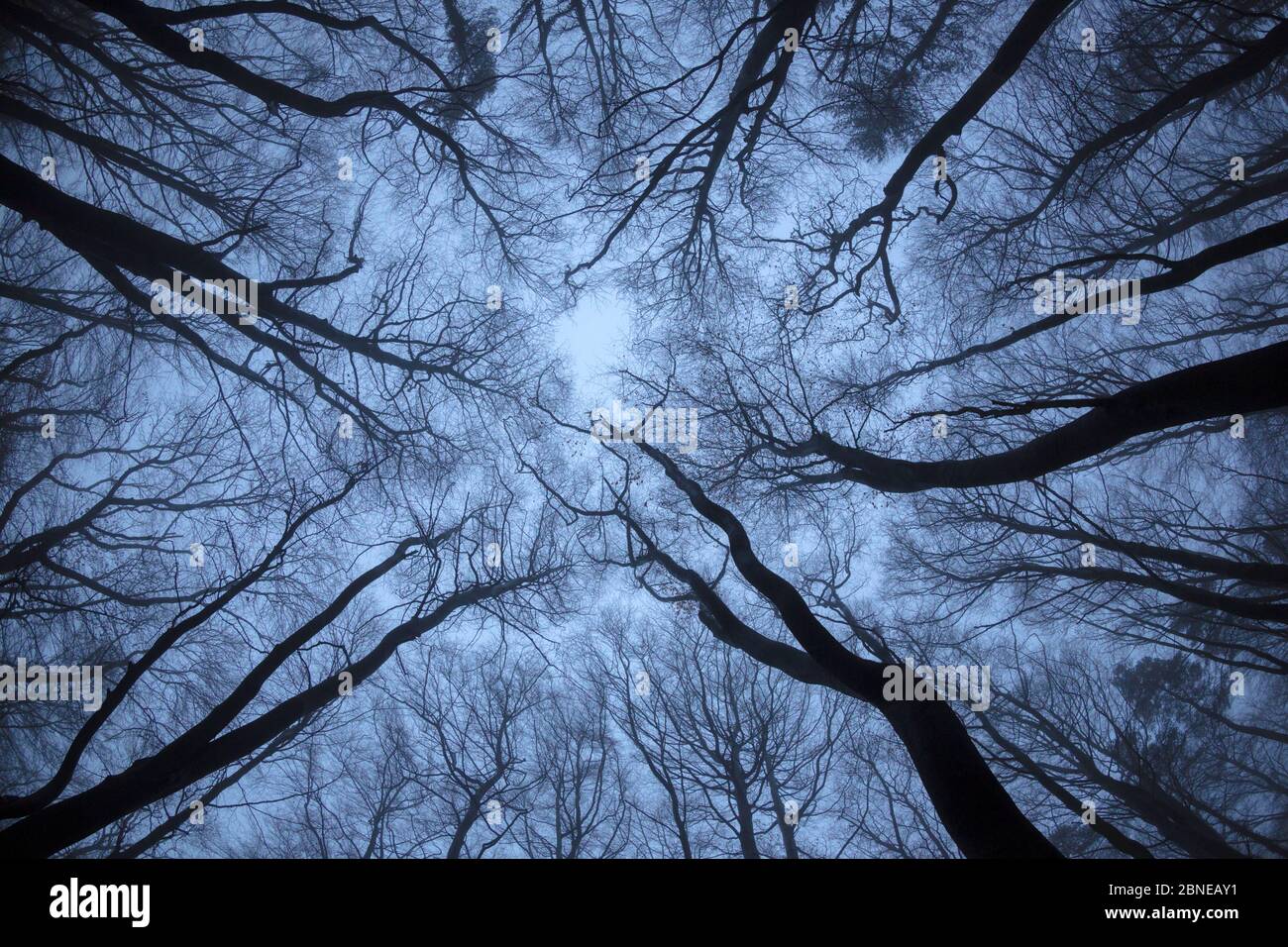 Blick bis zum Buchenwald (Fagus sylvatica) im Winter. Derbyshire, Großbritannien. Dezember. Stockfoto