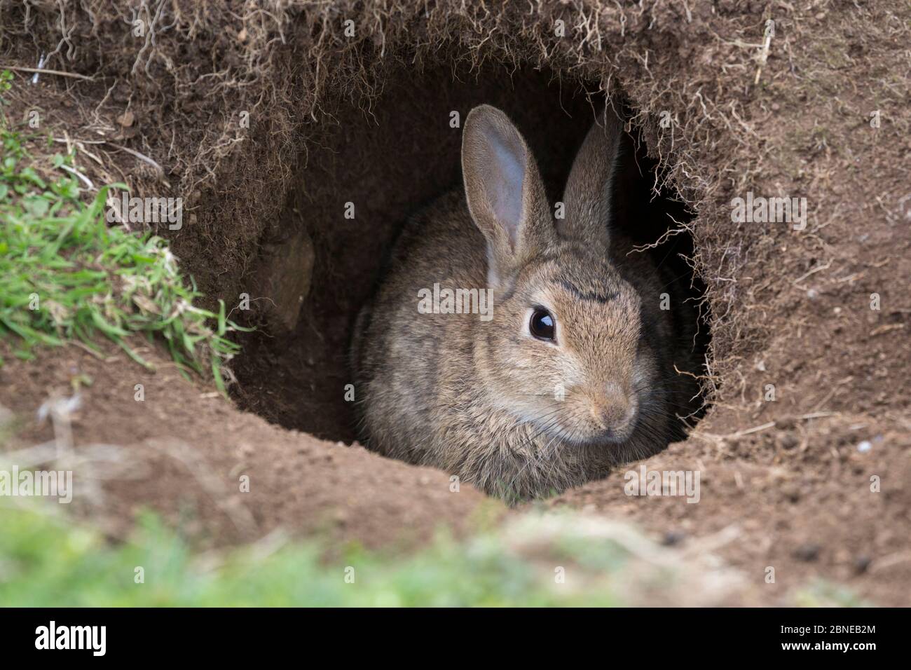 Europäischer Wildkaninchen (Oryctolagus cuniculus) in seinem Bau, Isle of Lunga, Treshnish Isles, Schottland, Juni. Stockfoto