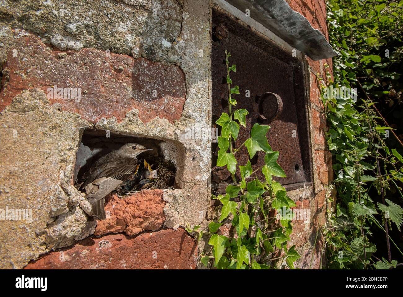 Gefleckte Fliegenfänger (Muscicapa striata) am Nest in der Wand, mit Küken. Herefordshire, Großbritannien. Juni Stockfoto