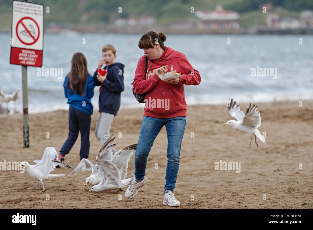 Heringmöwen (Larus argentatus) stehlen Chips am Scarborough Beach. Scarborough, Großbritannien. August Stockfoto