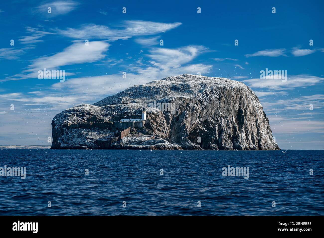Der Bass Rock ist die Heimat des großen Northern Gannet (Morus bassanus) Firth of Forth, Schottland, Großbritannien. August Stockfoto