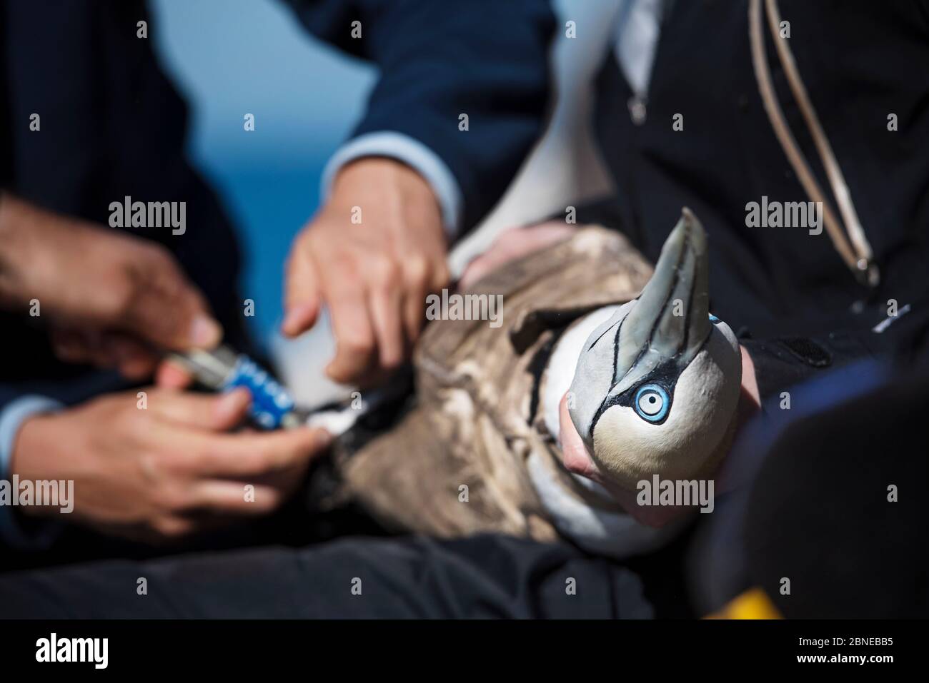 Seevögelforscher befestigen den Darvic Beinring an der Nördlichen Spannzange (Morus bassanus). Bass Rock, Schottland, Großbritannien. August Stockfoto