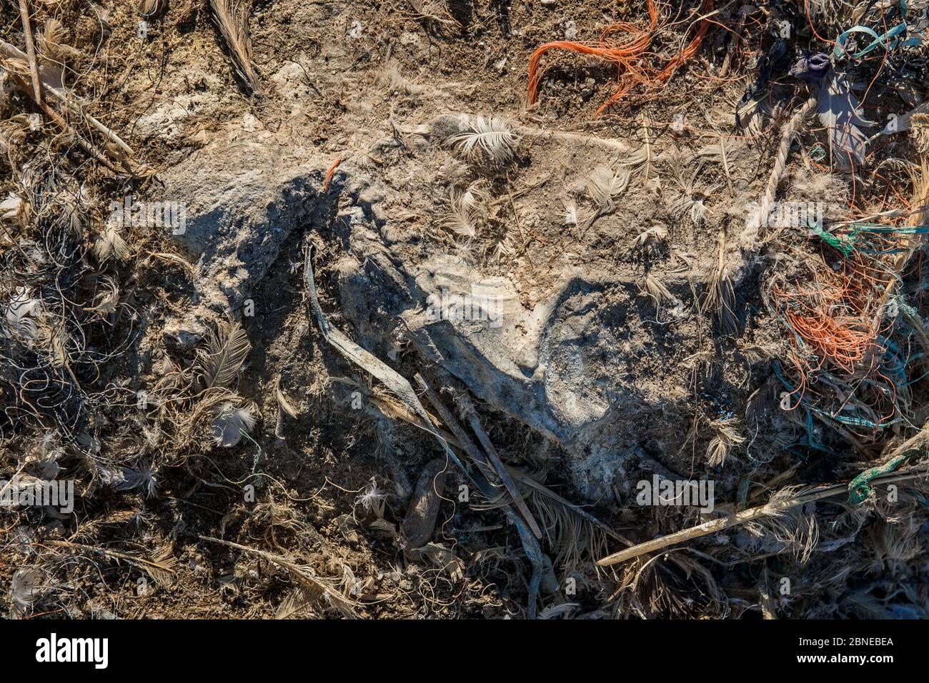 Skelettreste des nördlichen Gannets (Morus bassanus), die in Meeresmüll verwickelt sind. Grasholm Island, Wales, Großbritannien. Oktober Stockfoto