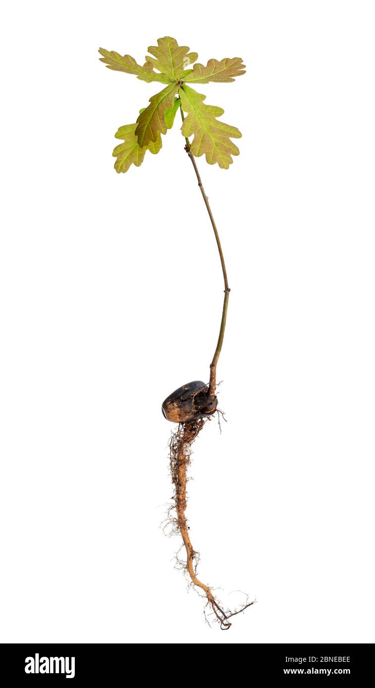 Baby-Eiche-Baum-Pflanze mit Wurzel und Eichel isoliert auf weiß Stockfoto