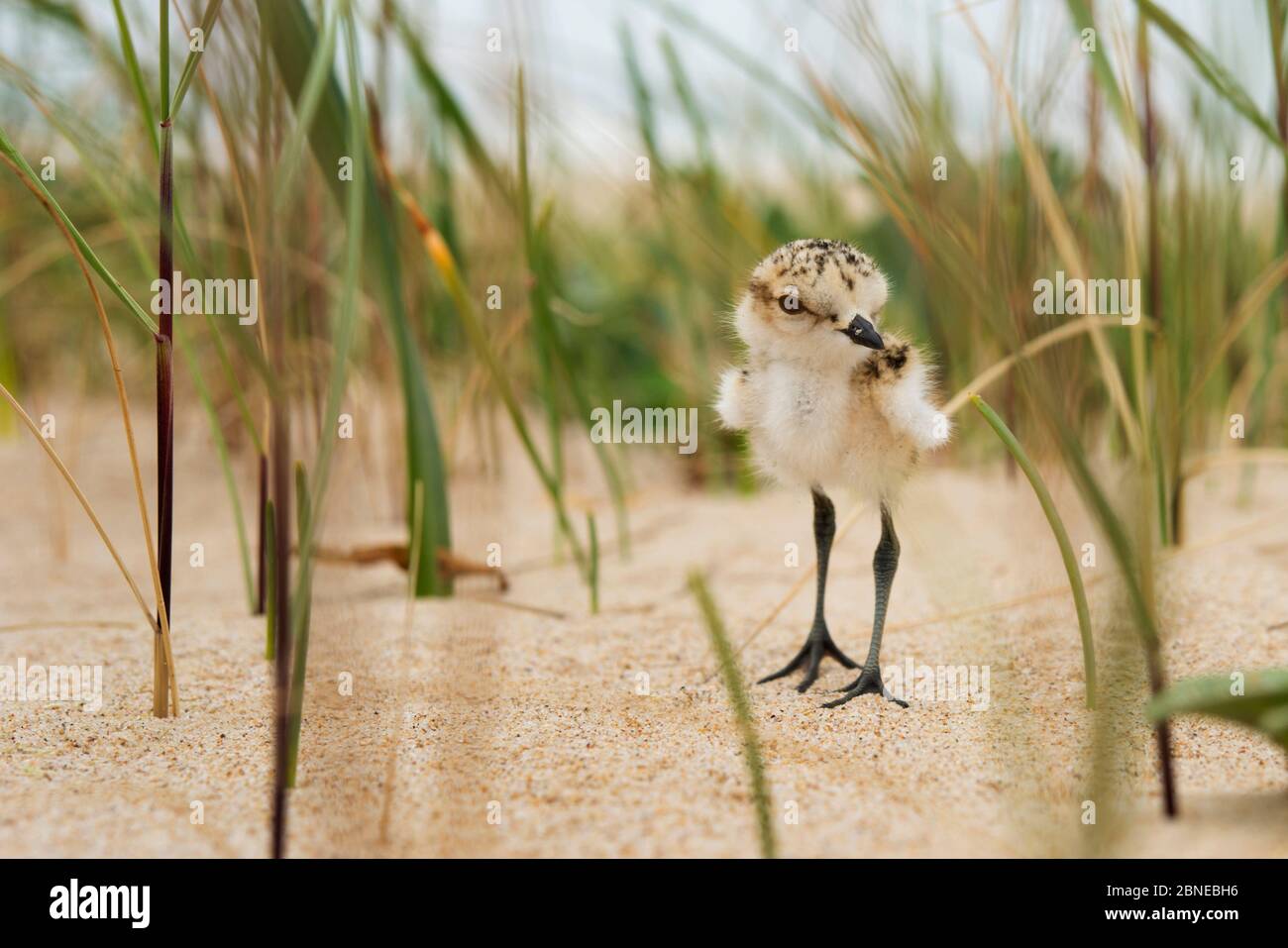 Kentish-Pflücker (Charadrius alexandrinus) Küken im Sand in der Nähe von Nest, Costa da Caparica Beach, Portugal, Mai. Stockfoto