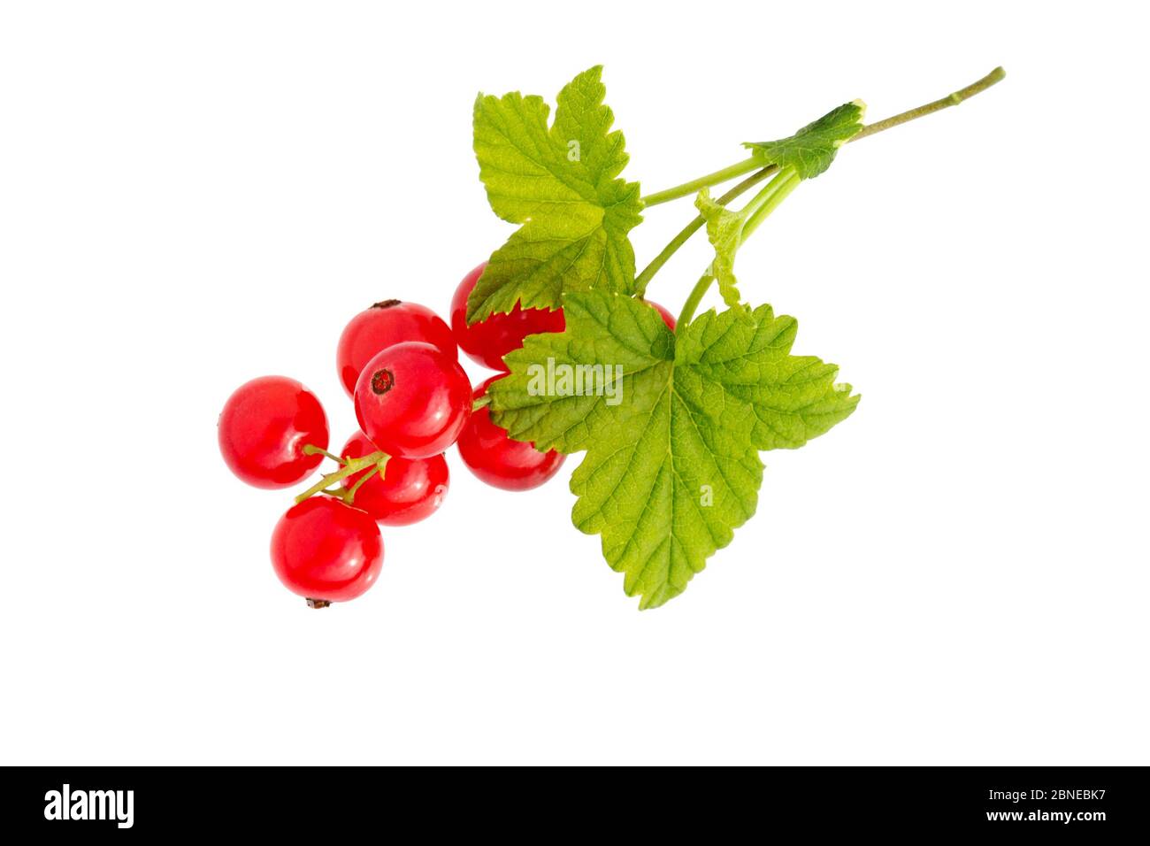 Johannisbeere. Zweig der roten Johannisbeere Früchte mit Blatt isoliert auf weißem Hintergrund. Isolierte Beeren. Stockfoto