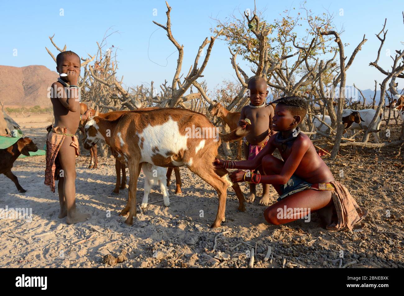 Himba Mädchen mit traditionellen Doppelzopf Frisur, Melkziege. Marienfluss Valley, Kaokoland Desert, Namibia. Oktober 2015 Stockfoto