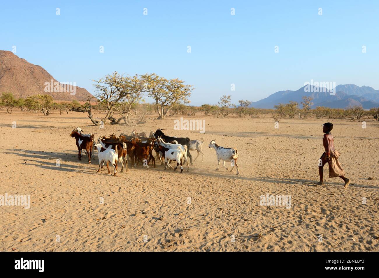 Himba-Mädchen, das Ziegen zum Wasser führt, Marienfluss Valley, Kaokoland Desert, Namibia. Oktober 2015 Stockfoto