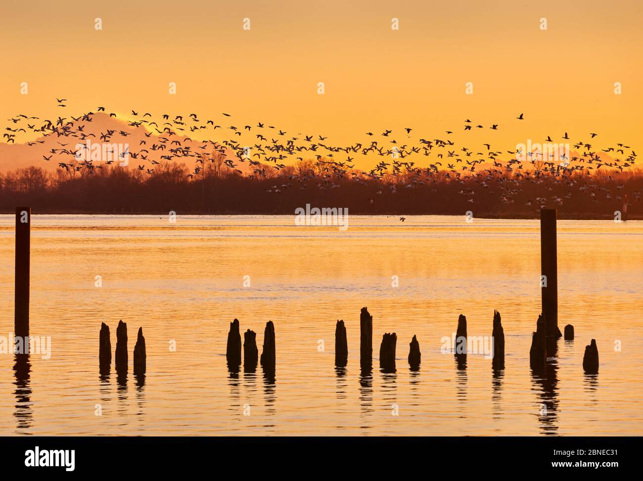 Mount Baker Schneegänse bei Sonnenaufgang. Eine große Schar von Schneegänsen starten bei Sonnenaufgang vom Fraser River. Richmond, British Columbia, Stockfoto