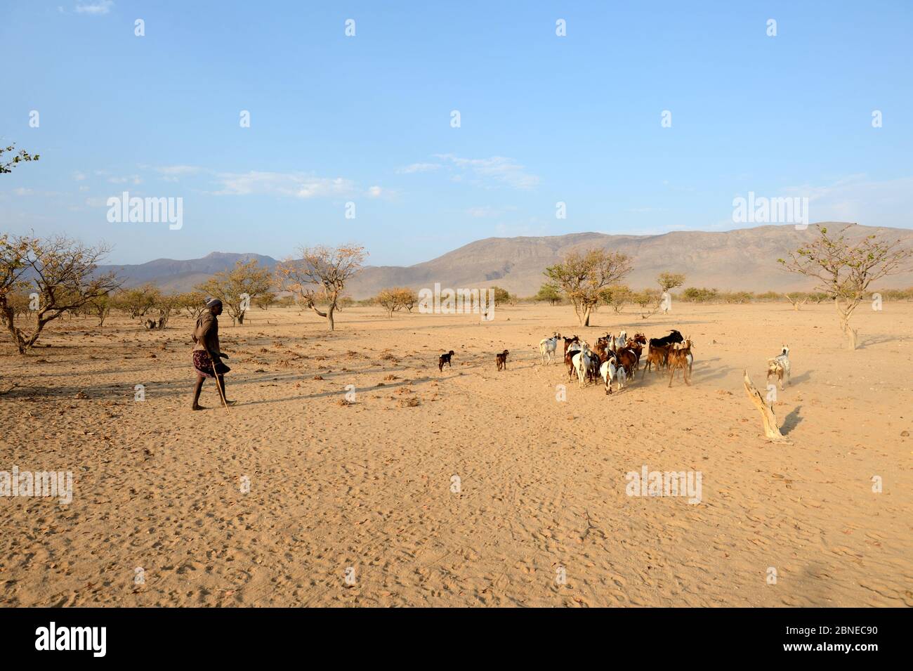 Himba Mann mit seinen Ziegen in der trockenen Jahreszeit, Marienfluss Tal, Kaokoland Wüste, Namibia. Oktober 2015 Stockfoto