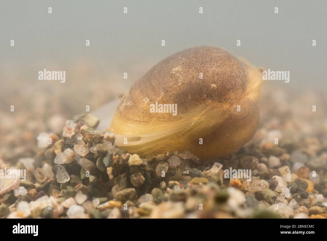 Die in den Sand grabende, feste Orbamuschel (Sphaerium solidum), Europa, Juli. Kontrollierte Bedingungen. Stockfoto