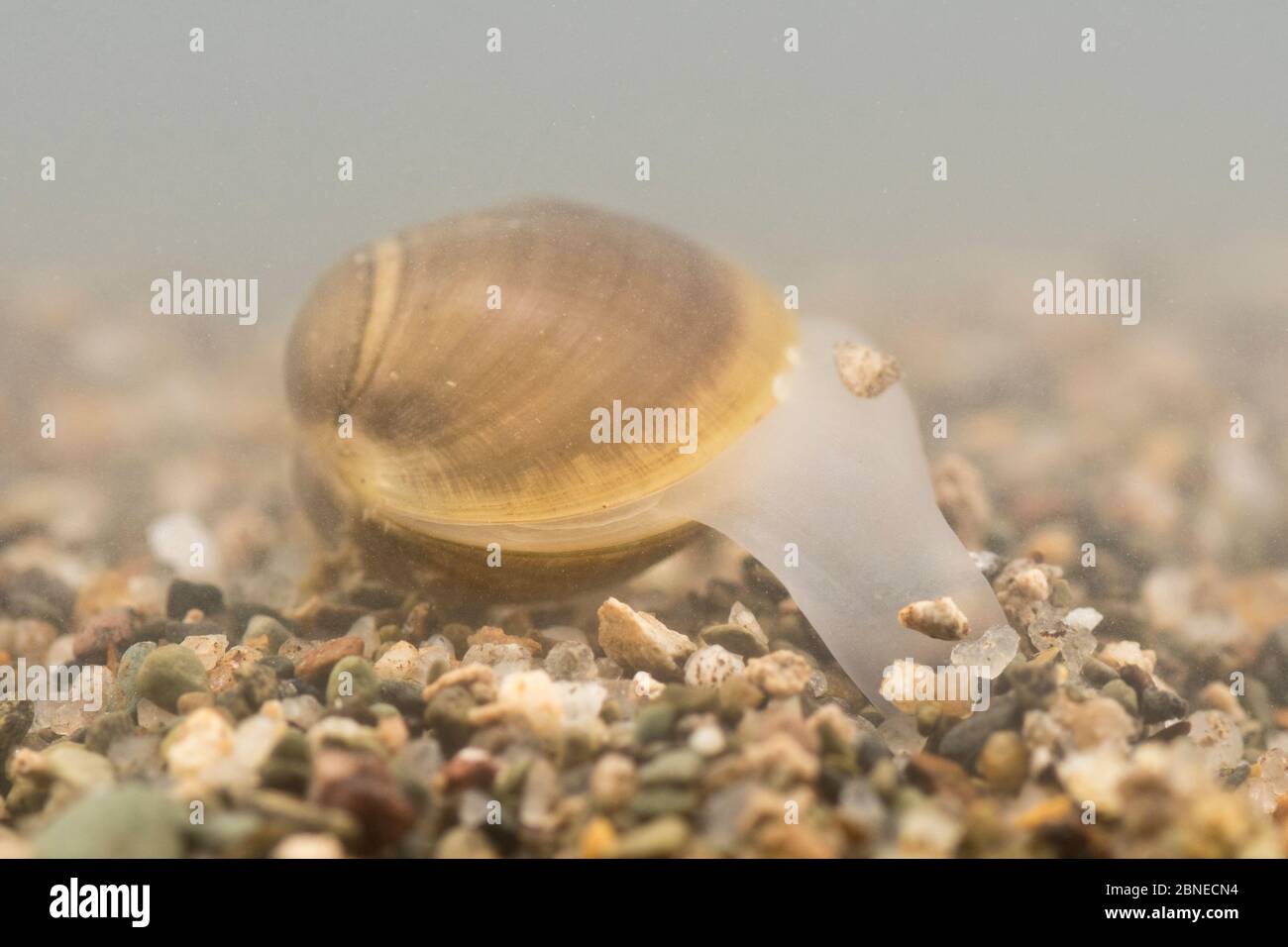 Die in den Sand grabende, feste Orbamuschel (Sphaerium solidum), Europa, Juli. Kontrollierte Bedingungen. Stockfoto