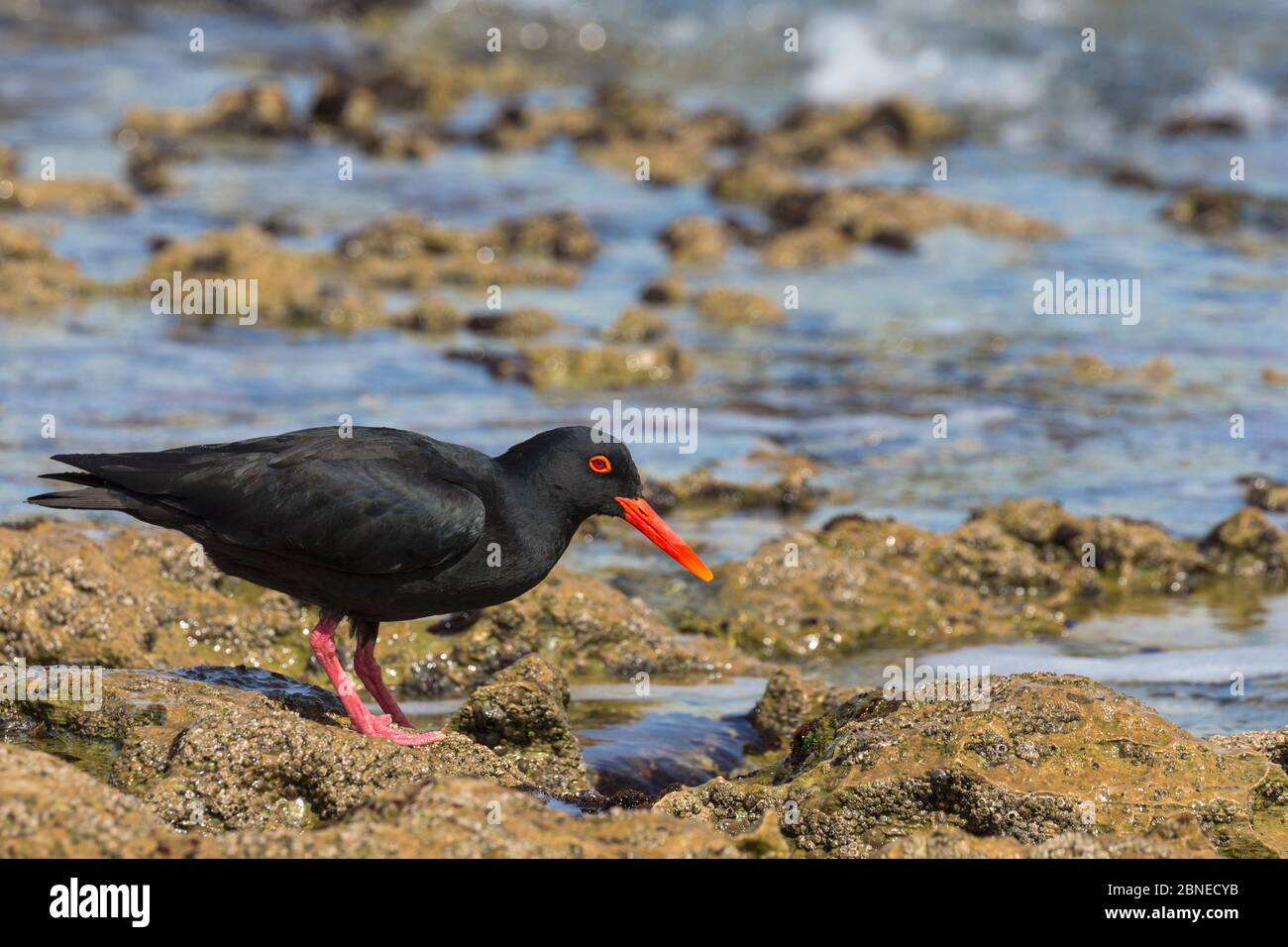 Afrikanische (schwarze) Austernfischer (Haematopus moquini) auf der Jagd an der Küste, De Hoop Nature Reserve, Western Cape, Südafrika Stockfoto