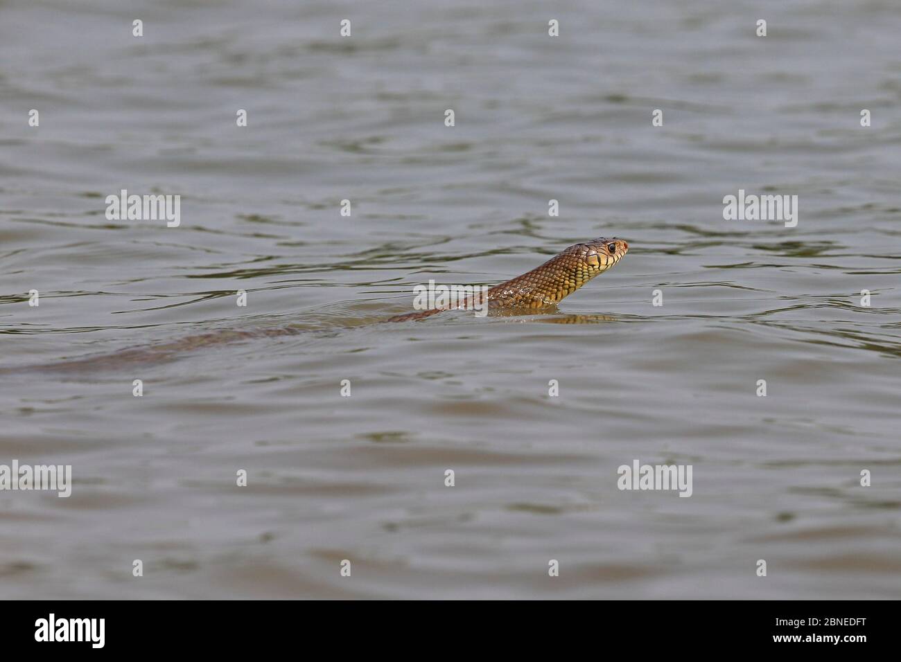 Orientalische Rattennatter (Ptyas mucosa) beim Schwimmen, Goa Indien Stockfoto