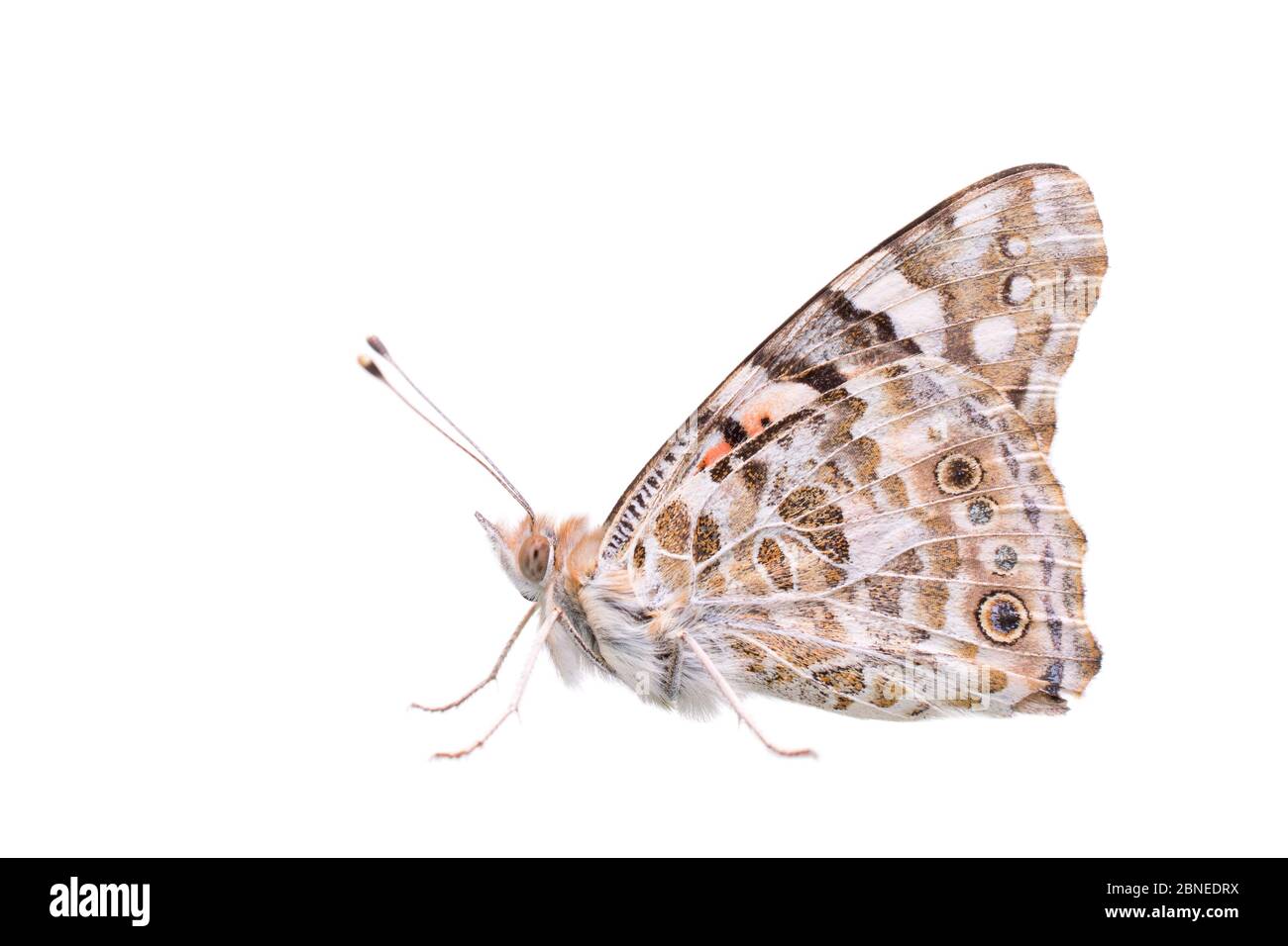 Bemalte Dame Schmetterling (Vanessa cardui) Erwachsene, Frankreich, Mai, Meetyourneighbors.net Projekt Stockfoto