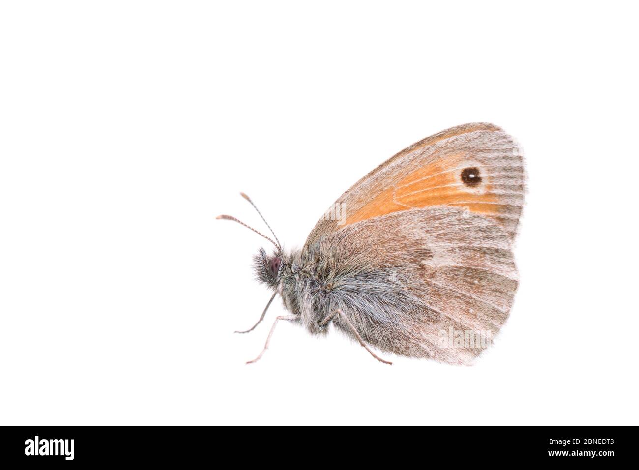 Kleiner Heideschmetterling (Coenonympha pamphilus) Erwachsener, Frankreich, Mai Meetyourneighbors.net Projekt Stockfoto