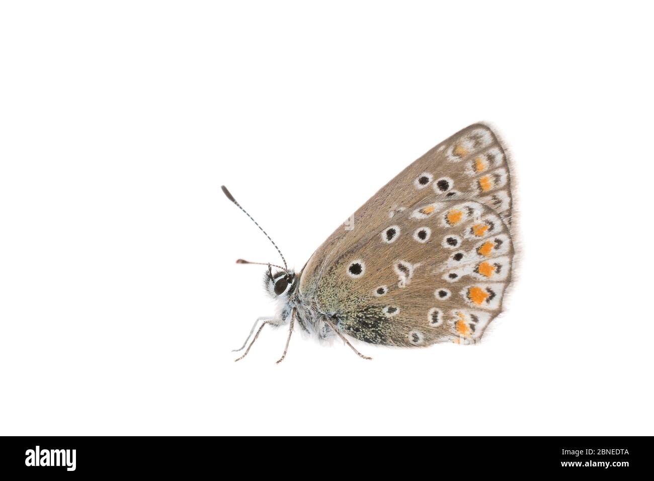 Gewöhnlicher blauer Schmetterling (Polyommatus icarus) weiblich, Frankreich, Mai, Meetyourneighbors.net Projekt Stockfoto