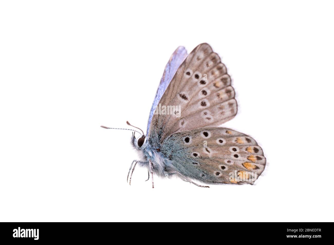 Gewöhnlicher blauer Schmetterling (Polyommatus icarus) Männchen, Frankreich, Mai Meetyourneighbors.net Projekt Stockfoto