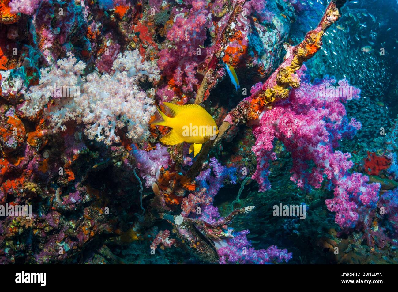 Golddammsel (Amblyglyphidodon aureus), die Laichstelle auf altem Gorgonienzweig, mit Weichkorallen (Dendronephthya sp.) auf Korallenriffhang vorbereitet. Ein Stockfoto