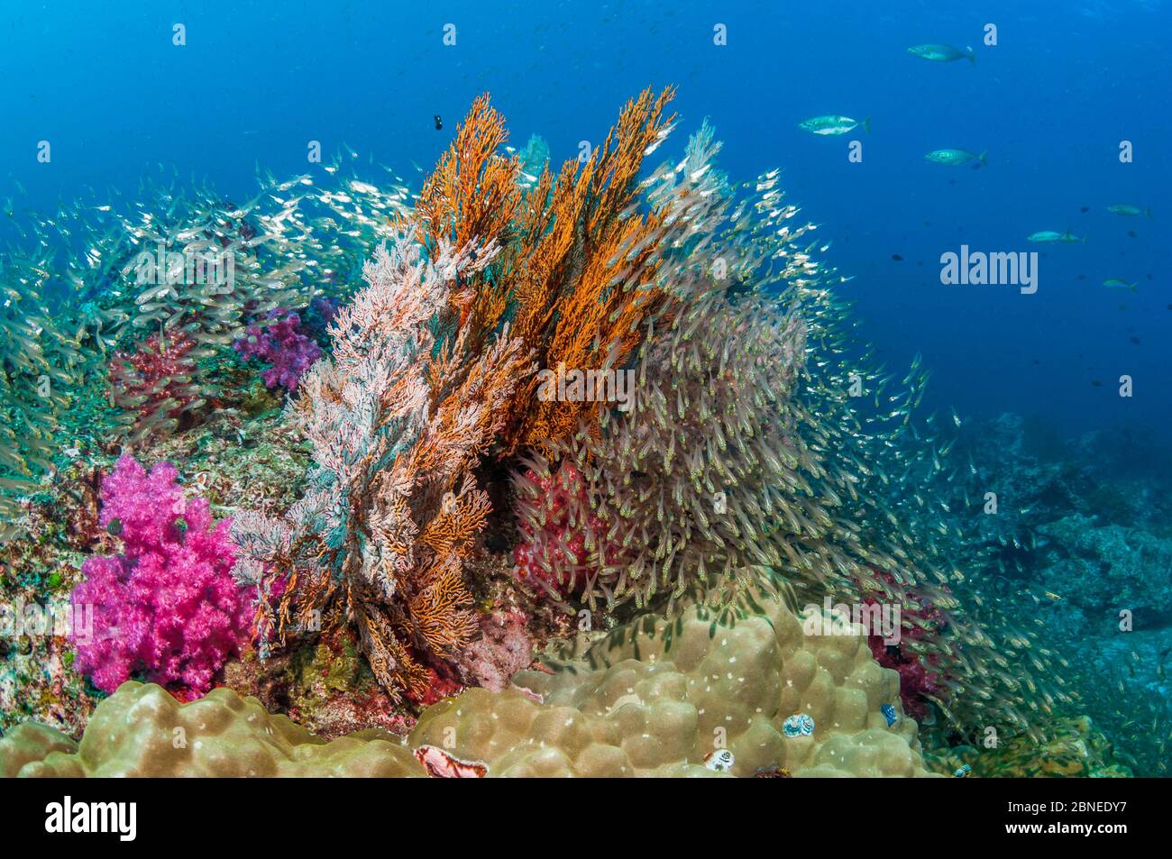 Gorgonien (Melithaea sp.) mit einer großen Schule von Pygmy Kehrmaschinen (Parapriacanthus ransonetti) Andaman Sea, Thailand. Stockfoto