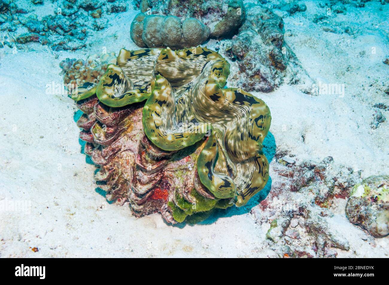 Maxima Riesenmuschel (Tridacna maxima) Similan Inseln, Andamanensee, Thailand. Stockfoto