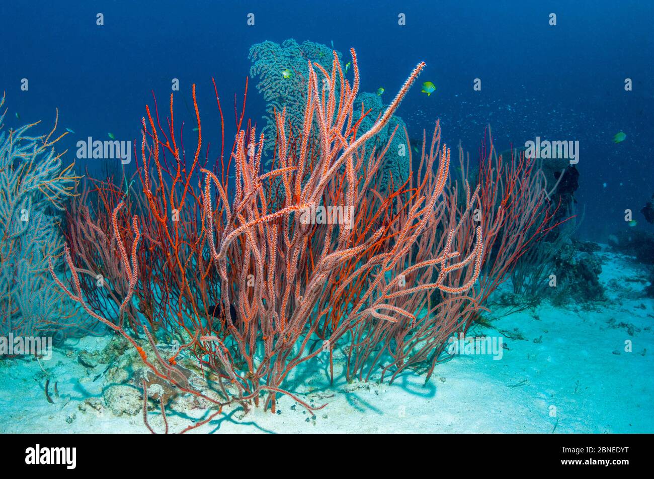 Rote Meerpeitschkoralle (Ellisella ceratophyta) Similan Inseln, Andamanensee, Thailand. Stockfoto